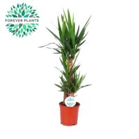 Yucca elephantipes