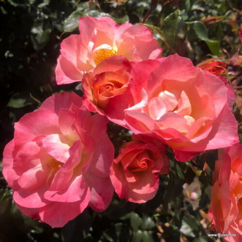 ROSA KORDES 'Zauberhaft'® - Obrázek 3
