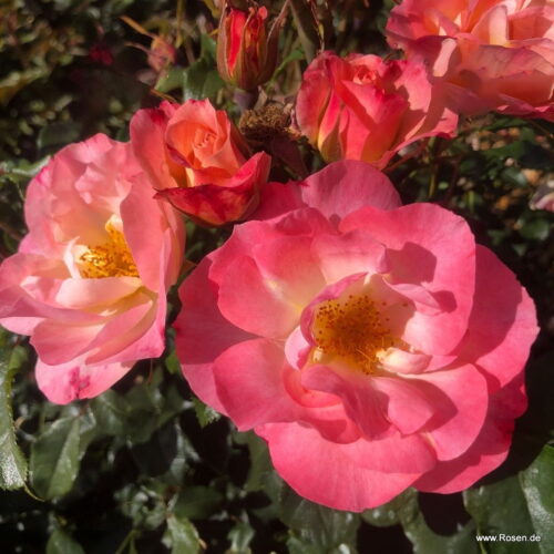ROSA KORDES 'Zauberhaft'® - Obrázek 2