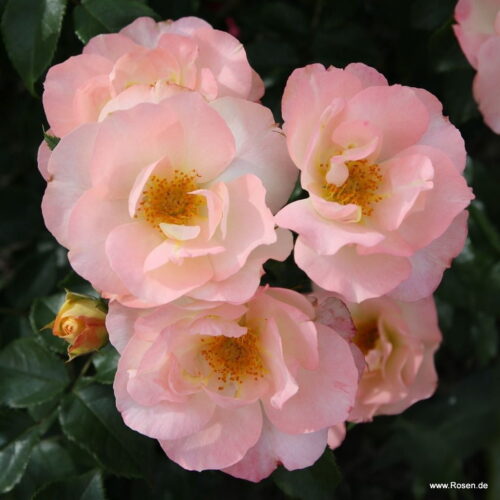 ROSA KORDES 'Zauberhaft'® - Obrázek 4