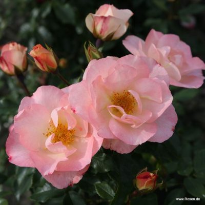 ROSA KORDES 'Zauberhaft'®