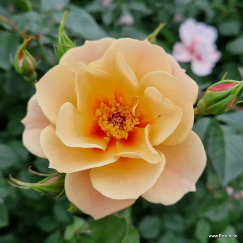 ROSA KORDES 'SEE YOU® in apricot' - Obrázek 2