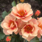 ROSA KORDES 'SEE YOU® in apricot' - Obrázek 3