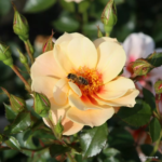ROSA KORDES 'SEE YOU® in apricot' - Obrázek 4