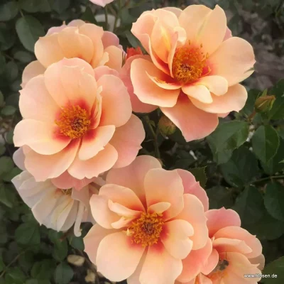 ROSA KORDES 'SEE YOU® in apricot'