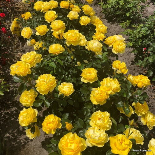 ROSA KORDES 'Here Comes the Sun'® - Obrázek 4