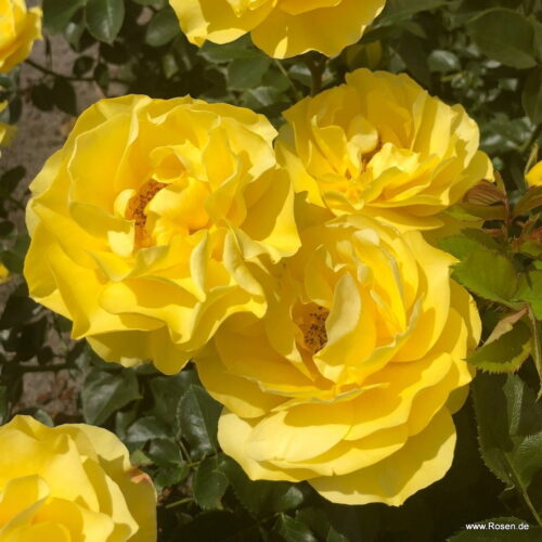 ROSA KORDES 'Here Comes the Sun'® - Obrázek 3