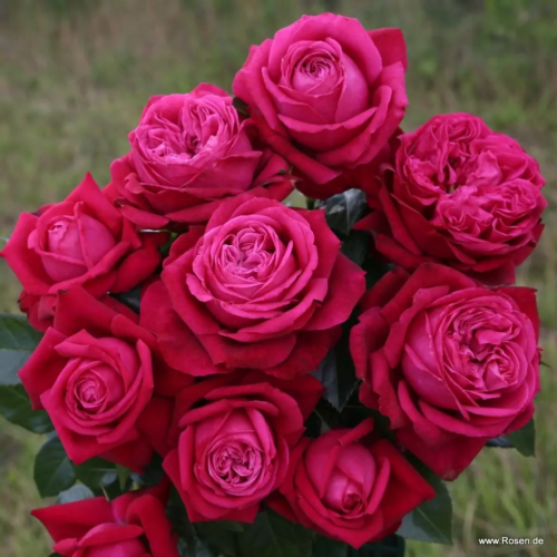 ROSA KORDES, Ruby Kiss® - Obrázek 5
