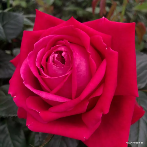ROSA KORDES, Ruby Kiss® - Obrázek 2