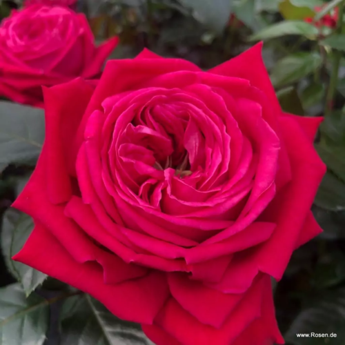 ROSA KORDES, Ruby Kiss® - Obrázek 4