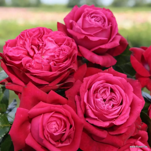 ROSA KORDES, Ruby Kiss® - Obrázek 3
