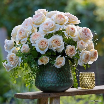 ROSA KORDES, Marzipan®