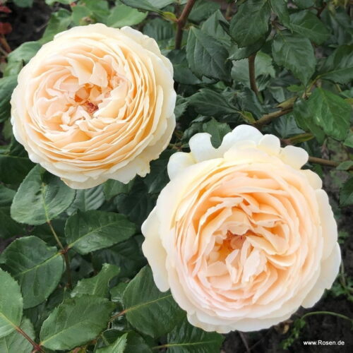 ROSA KORDES, Marzipan® - Obrázek 4