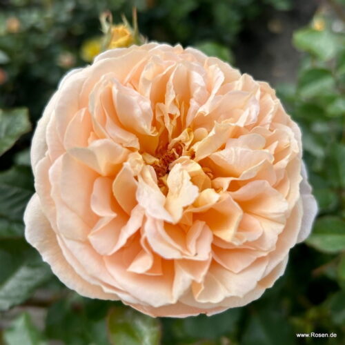 ROSA KORDES, Marzipan® - Obrázek 3