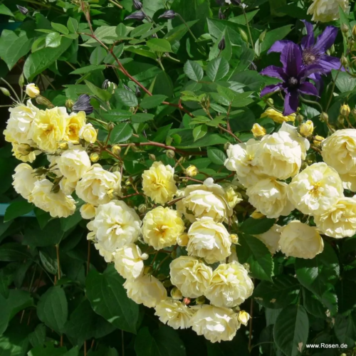 ROSA KORDES, Lemon Siluetta® - Obrázek 4