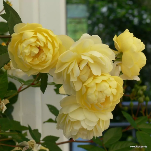 ROSA KORDES, Lemon Siluetta® - Obrázek 3
