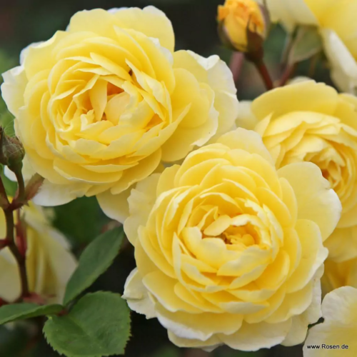 ROSA KORDES, Lemon Siluetta® - Obrázek 1