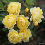 ROSA KORDES, Lemon Siluetta® - Obrázek 2