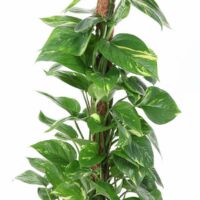 Epipremnum pinnatum