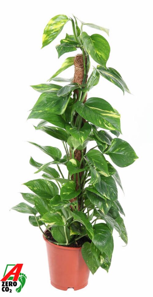Epipremnum pinnatum - Obrázek 1