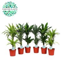 Dracaena deremensis