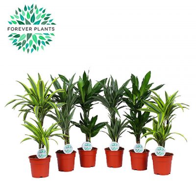 Dracaena deremensis