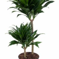 Dracaena fragrans 'Compacta'