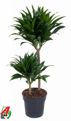 Dracaena fragrans 'Compacta'