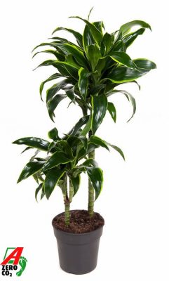 Dracaena fragrans 'Dorado'