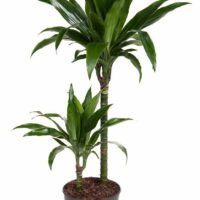 Dracaena fragrans 'Janet Craig'
