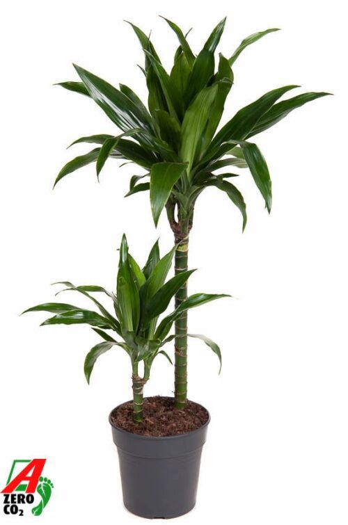 Dracaena fragrans 'Janet Craig' - Obrázek 1