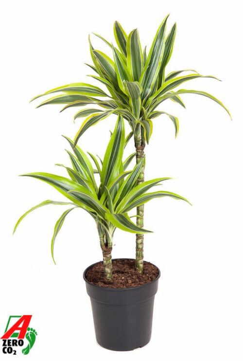 Dracaena fragrans 'Lemon Lime' - Obrázek 1