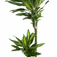 Dracaena fragrans 'Cintho'