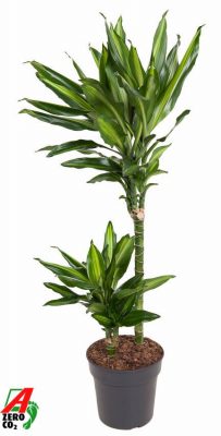 Dracaena fragrans 'Cintho'