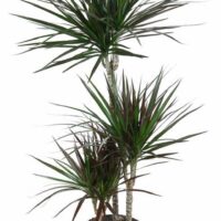 Dracaena fragrans 'Magenta'