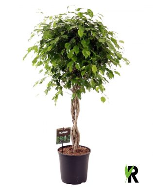 Ficus benjamina 'Exotica' - zapletený kmen