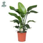 Strelitzia nicolai