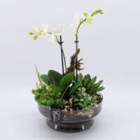 Dekorace-sklo,orchidej