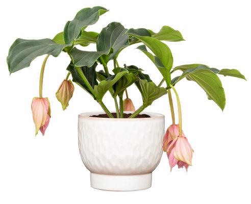 Obal 931 Opale mat 18