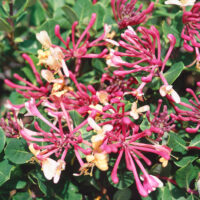 Lonicera periclymenum 'Belgica Select'