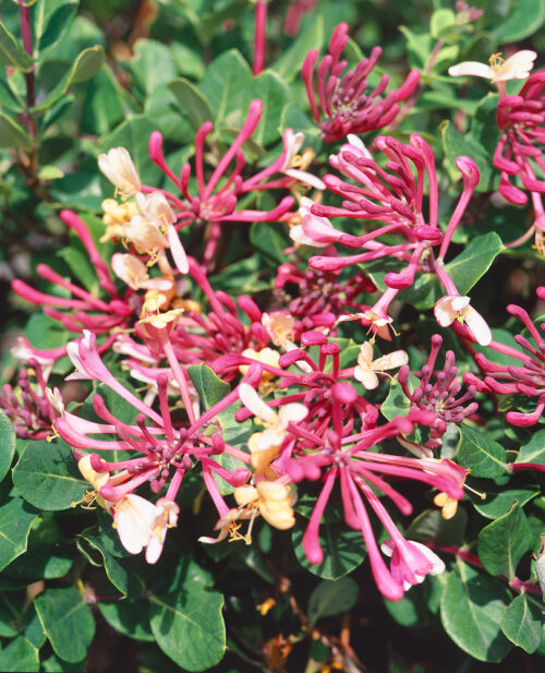 Lonicera periclymenum 'Belgica Select' - Obrázek 1