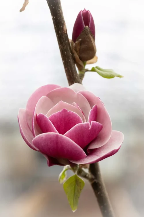 Magnolia 'Venus' - Obrázek 1
