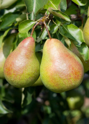 Hrušeň 'Bohemica'