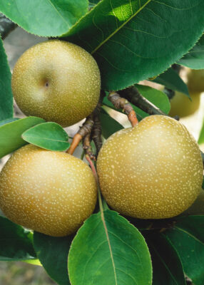 Asijská hrušeň ´Kunt Chan Chu'