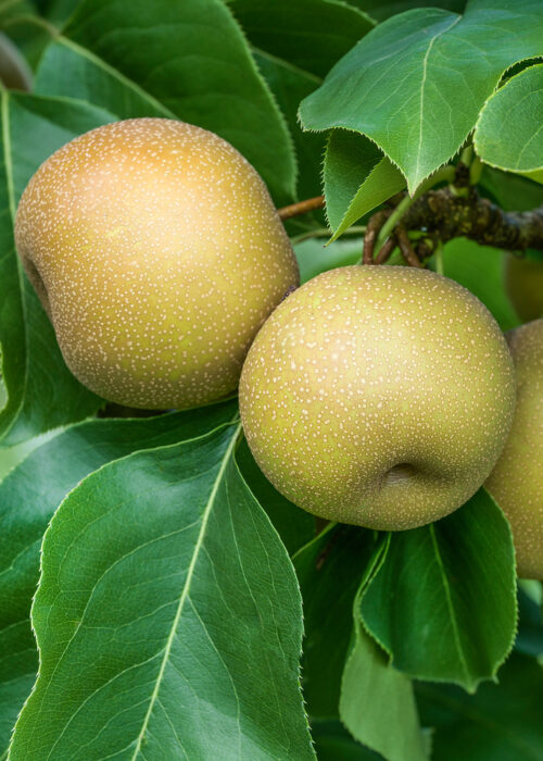 Asijská hrušeň 'Hosui' - Obrázek 1