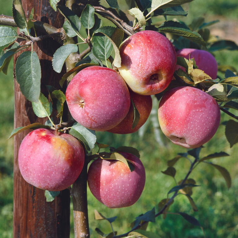 Jabloň 'Florina'
