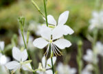 Gaura lindheimeri 'Snowbird' - Obrázek 3