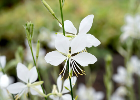 Gaura lindheimeri 'Snowbird'