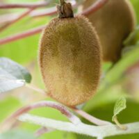 Actinidia deliciosa 'Solissimo Renact'®