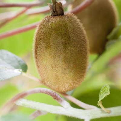 Actinidia deliciosa 'Solissimo Renact'®